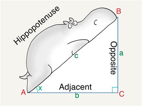 Trig Functions Vocabulary Diagram Quizlet