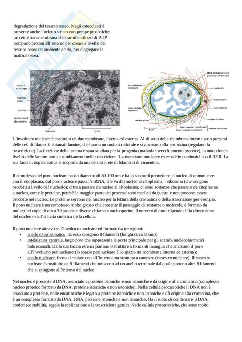 Appunti Completi Di Citologia E Istologia