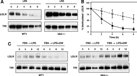 Idol Affects Ldlr Expression At The Plasma Membrane A Cells Grown In