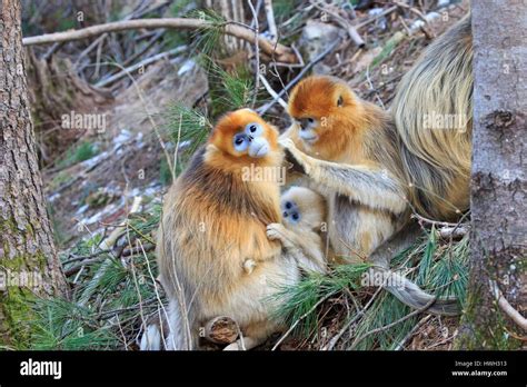 China Shaanxi Province Qinling Mountains Golden Snub Nosed Monkey