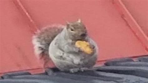 Fat Squirrel Hate Video Youtube