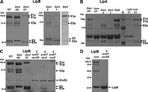 Genetic Identification Of The Oadh Component S Responsible For Lipb