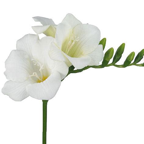 Freesia - White – Kukka Flowers