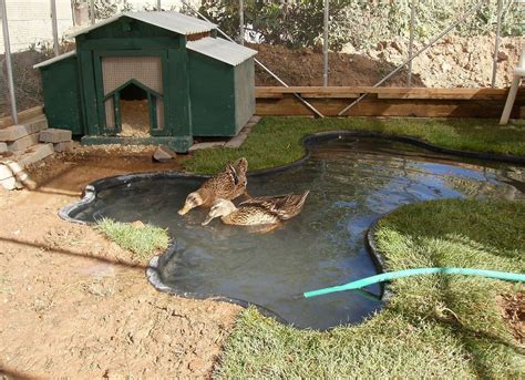 New Pen Layout Homesteading Duck Enclosure Duck Pens Duck