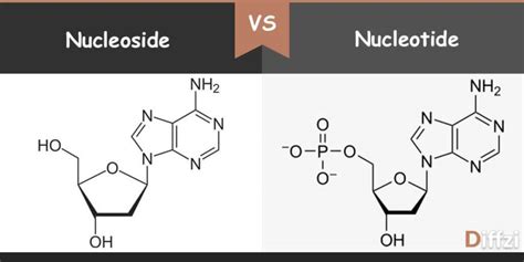 Nucleoside vs. Nucleotide – Diffzi