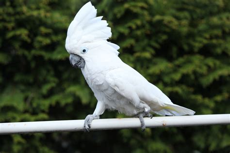 Cockatoo's Adoration of Home Repair Man Is Too Cute to Resist - Pet News