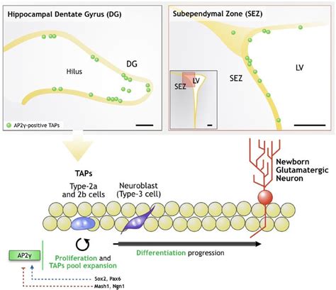 AP2γ in the adult neurogenic niches AP2γ is present in a subpopulation