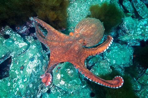 Enteroctopus Dofleini 9 Alexander Semenov Flickr