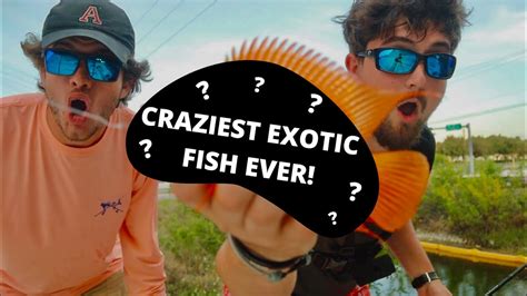 SUPER EXOTIC FISH In URBAN Miami CANALS YouTube