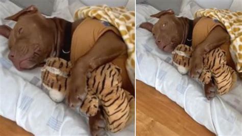 Cachorro Pitbull não consegue dormir sem abraçar seu ursinho de pelúcia