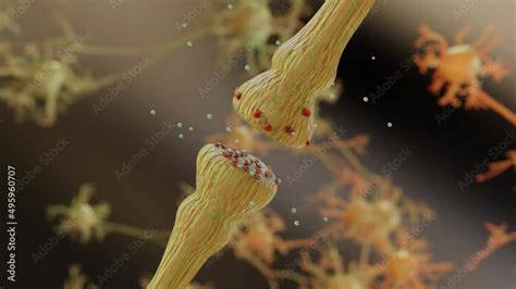 neurotransmitter release mechanisms. Neurotransmitters are packaged ...