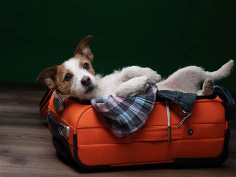 Consejos Para Viajar Con Mascotas Disfruta De La Aventura Con Tu