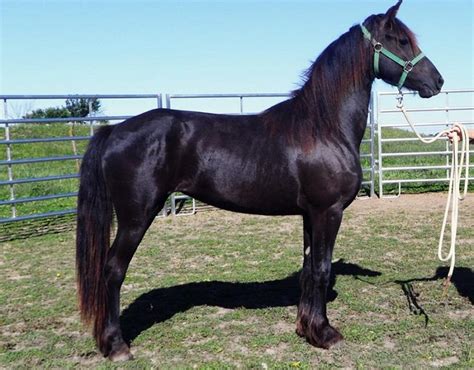 12 Unreal Horse Cross Breeds You Have To See To Believe