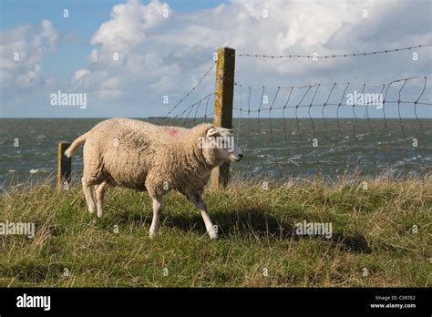 Sheep At Dutch Dike Of Flevoland Stock Photo Alamy