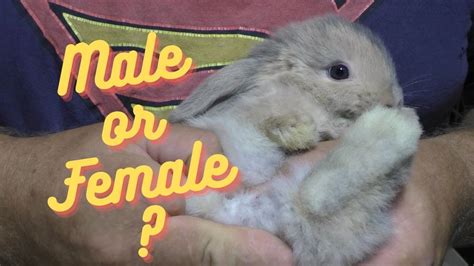 Sexing 6 Week Old Holland Lop Rabbits Youtube