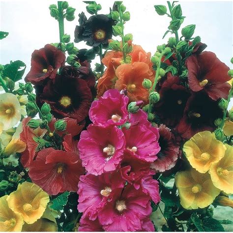 hollyhock colors | Plantly