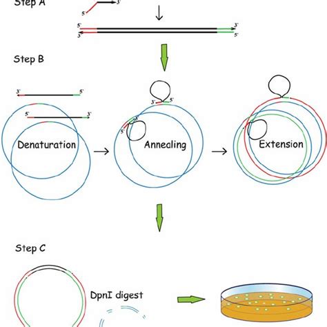 Pdf Overlap Extension Pcr Cloning