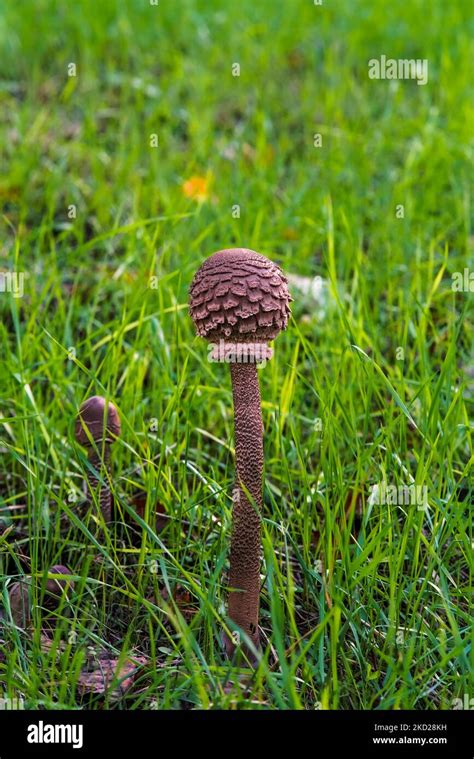 Common Giant Parasol Parasol Mushroom From Above Below And From The