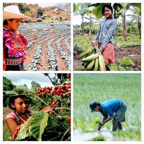 Agricultura Según Regiones De Perú