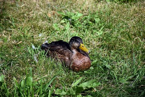 Ente Vogel Stockente Kostenloses Foto Auf Pixabay Pixabay