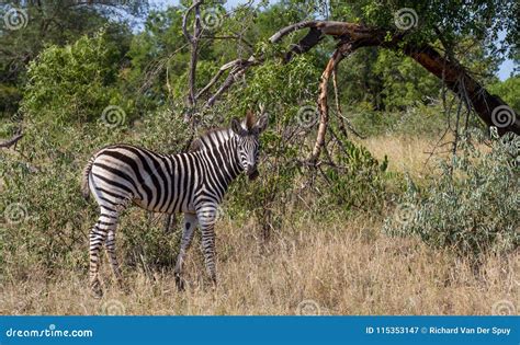 Burchell`s Zebra Foal in the Wild Stock Image - Image of pattern, foal ...