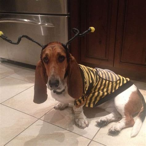 14 Trendy Basset Hound Halloween Costumes | Page 2 of 3 | PetPress ...