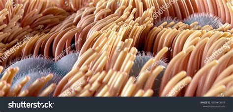 Ciliated Epithelial Cells Illustration Offset Stock Illustration