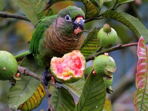 The Parrot Eats A Guava Fruit Tropical Parrot Beautiful Birds