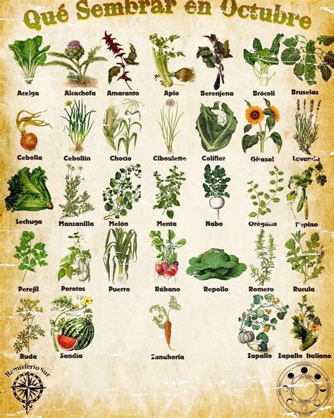 Manual De Cultivo De Plantas Medicinales Artofit