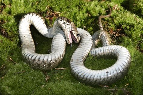 Sonhar Sonhar Matar Cobra Instituto Meempi