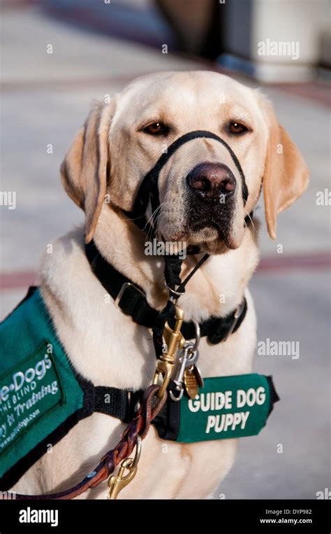 Yellow lab guide dog puppies in training hi-res stock photography and ...