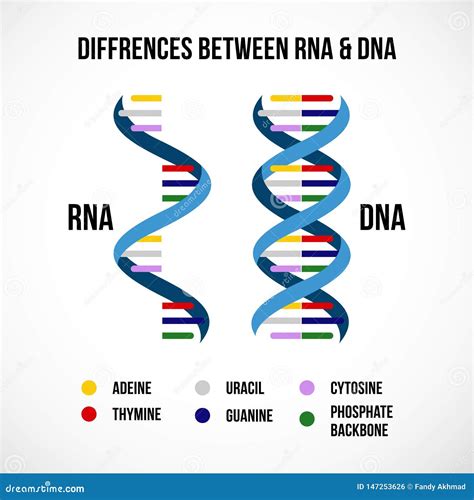 Rna Vs Dna Differences Quizlet