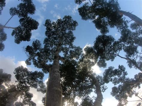 The Tallest Tropical Tree In The World Updated