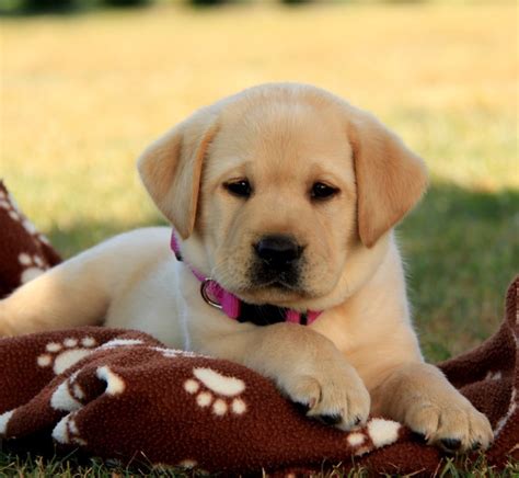 Labrador Retriever Puppies For Sale Gap Pa