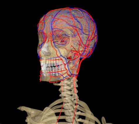 Head Brain Arteries And Veins 3d Model Fbx