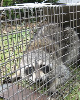 How To Trap a Raccoon In a Cage Trap - Humane Raccoon Removal