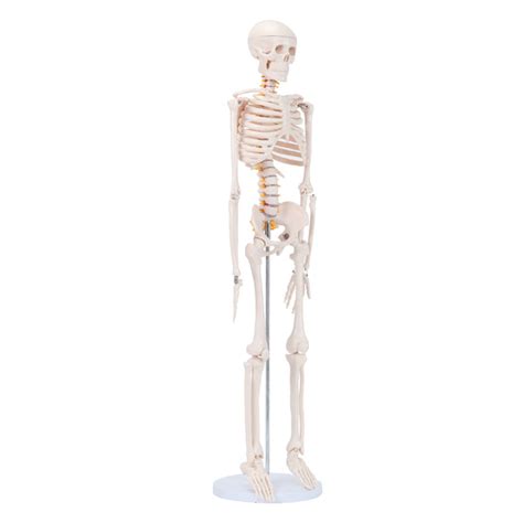 Half Size Human Skeleton Model 33 inch Skeleton Model | LYOU Anatomy