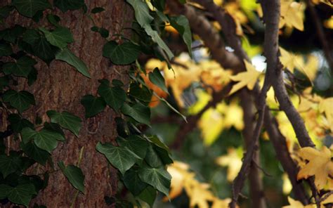 Wallpaper Sunlight Leaves Nature Branch Green Yellow Tree