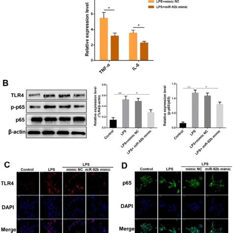 Overexpression Of MiR 92b Alleviates LPS Induced Apoptosis BEND Cells