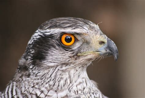 Animals Native To Ohio