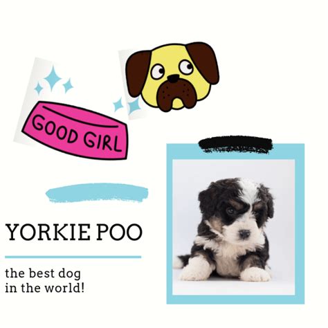 Yorkie poo - Yorkie Guide