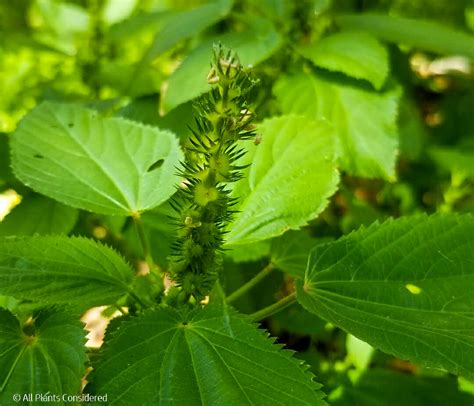 Hornbeam Copperleaf Acalypha Ostryfolia — All Plants Considered Botanical Blog And Plant