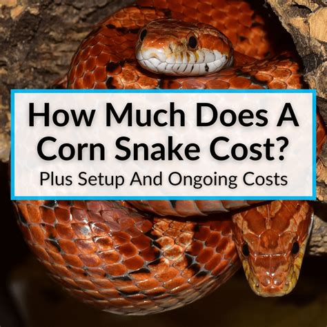 How Much Does A Corn Snake Cost? (Plus Setup And Ongoing Costs)