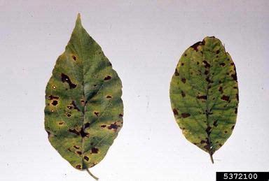 Diseases of Dogwood in North Carolina | NC State Extension Publications