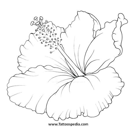 Plumeria Flower Coloring Pages at GetDrawings | Free download