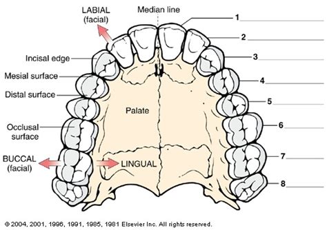 CH5_Digestive System-- Test Diagram Upper Permanent Teeth Within the dental arch Diagram | Quizlet