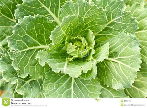 Cabbage seedlings stock image. Image of holding, garden - 23251753