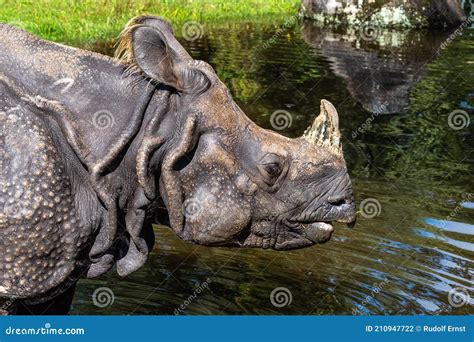 The Indian Rhinoceros Rhinoceros Unicornis Aka Greater One Horned