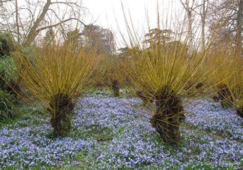 Coppicing: Its History and Practice | CALS