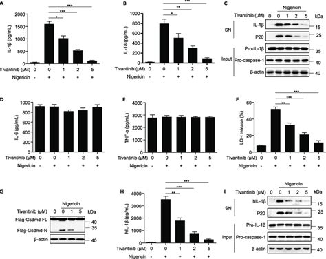 Tivantinib Inhibits Nigericin Induced Il B Release And Pyroptosis A